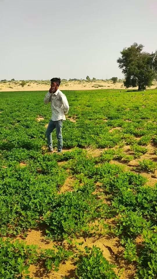एक जैसी जमीन फिर भी मूंगफली की फसल में फर्क है
#खाजूवाला #किसान #मूंगफली #बारिश #मानसून