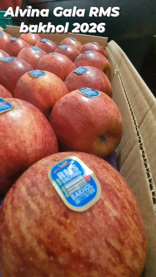 हाईट का गाला निकला तुरुप का पत्ता! 🔥🍎
अगस्त के आखिर में हाईट के गाला ने पिंजौर मंडी में अपना दम दिखा दिया। ₹4,700 प्रति फुल बॉक्स तक के दाम ने एक बार फिर साबित कर दिया कि सही किस्म, सही रंग और सही समय पर तैयार किया गया गाला हाईट के बागवानों के लिए बाजार में अलग पहचान बना सकता है।
25 अगस्त को पिंजौर मंडी KAC shop no 219 में Elvina और MGCP Gala के धारीदार गाला को करीब ₹1,900 प्रति दो-लेयर तक के दाम मिले।
यानी ₹1,900 की दो-लेयर के हिसाब से फुल बॉक्स का भाव करीब ₹4,700 प्रति पेटी तक पहुंचता है। 🔥
हाईट का गाला सिर्फ सेब नहीं, सही समय पर बाजार में पहुंचाया जाए तो यही तुरुप का पत्ता बन सकता है। 🍎💯
#GalaApple #MGCPGala #ElvinaGala #HighAltitudeApple #PinjoreMandi #RMSBakhol #HimachalApple #AppleGrowers
