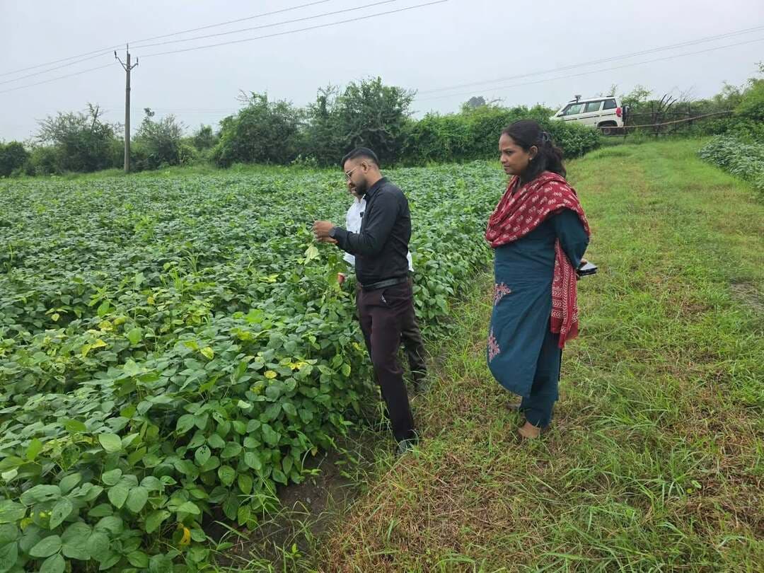 🔹एसडीएम सिवनी मालवा ने ग्राम कोठरा में किया गिरदावरी कार्य का निरीक्षण, पटवारियों को दिए शत-प्रतिशत वास्तविक सर्वे के निर्देश
➡️ कलेक्टर नर्मदापुरम श्री सोमेश मिश्रा के निर्देशानुसार जिले में जारी गिरदावरी अभियान के तहत गुरूवार को सिवनी मालवा एसडीएम विजय राय ने नायब तहसीलदार कीर्ति प्रधान एवं हल्का पटवारी नरेंद्र सोलंकी के साथ ग्राम कोठरा के खेतों में स्वयं पहुंचकर गिरदावरी कार्य का जमीनी जायजा लिया, जहाँ फसलों की स्थिति स्वस्थ पाई गई।
निरीक्षण के दौरान एसडीएम श्री राय ने मौके पर मौजूद पटवारियों को निर्देश दिए कि वे प्रत्येक खेत में व्यक्तिगत रूप से पहुंचकर शत-प्रतिशत वास्तविक गिरदावरी पोर्टल पर दर्ज करें ताकि किसी भी कृषक को परेशानी न हो, साथ ही किसानों से संवाद कर यह भी अपील की गई कि यदि किसी की गिरदावरी छूट जाए तो वे तुरंत अपने हल्का पटवारी को सूचित करें ताकि समय रहते उनकी गिरदावरी का कार्य पूरा किया जा सके और भविष्य में उन्हें किसी भी प्रकार की असुविधा का सामना न करना पड़े। कलेक्टर नर्मदापुरम के निर्देश पर संपूर्ण जिले में गिरदावरी का कार्य सुचारू रूप से किया जा रहा है।
#narmadapuram CM Madhya Pradesh Dr Mohan Yadav Jansampark Madhya Pradesh General Administration Department, MP Department of Agriculture, Madhya Pradesh