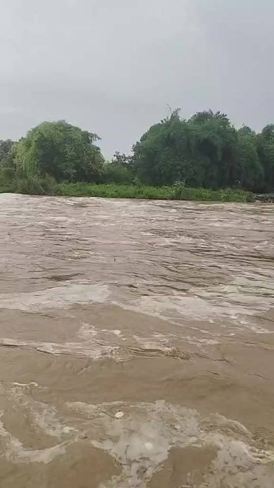 शिवालिक पहाड़ियों पर हुई तेज बारिश से बरसाती नदियों उफान पर!!