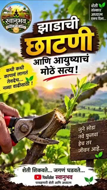 झाडाची छाटणी आणि आयुष्याचं मोठं सत्य! 🌿 काही गोष्टी सोडाव्याच लागतात | स्वानुभव #Shorts