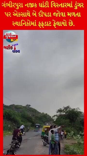 ગંભીરપુરા નજીક ઘાંટી વિસ્તારમાં ડુંગર પર એકસાથે બે દીપડા જોવા મળતા સ્થાનિકોમાં ફફડાટ ફેલાયો છે.
