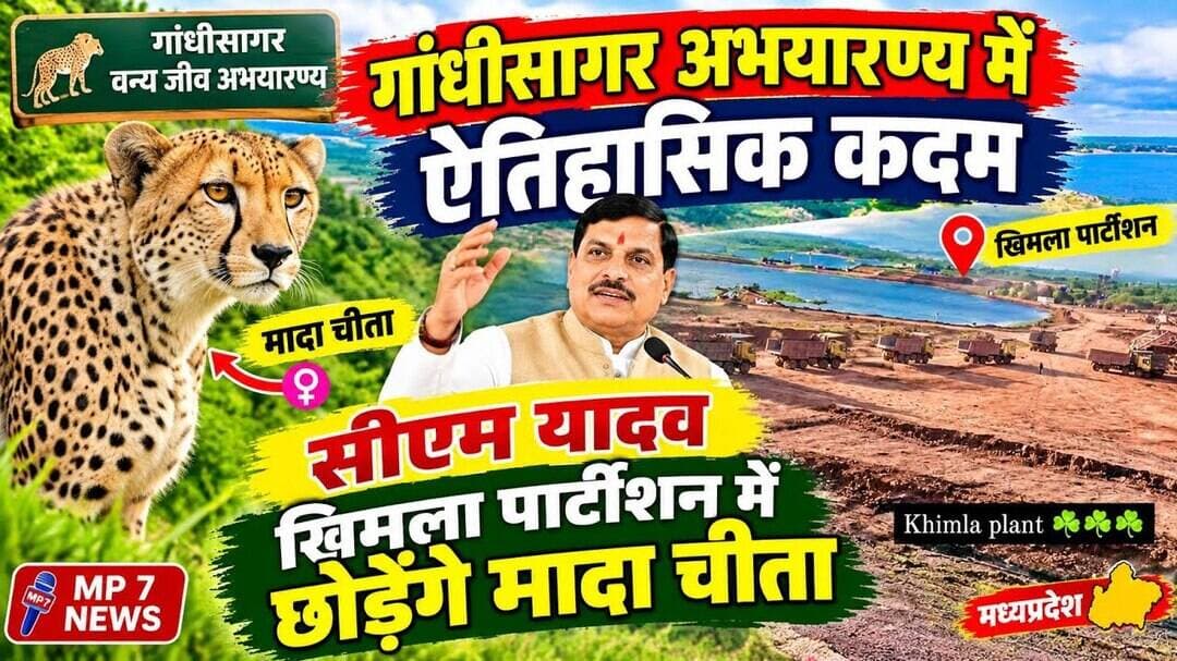 गांधीसागर अभयारण्य में ऐतिहासिक कदम | सीएम यादव खिमला पार्टीशन में छोड़ेंगे मादा चीता #khimla #plant
