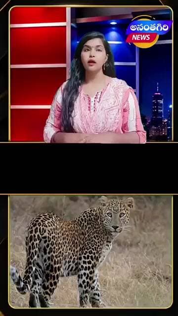 తిరుమల మెట్ల మార్గంలో చిరుత#viral