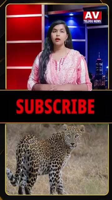 తిరుమల లో చిరుత సంచారం.... #reelsinstagram #latesupdates #breakingnews #viralshorts #youtubeshorts