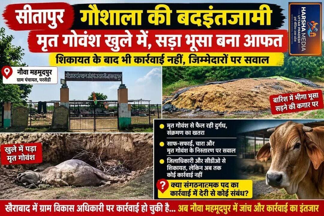 News Coming soon सीतापुर: गौशाला में बदइंतजामी के आरोप, खुले में मृ*त गोवंश और सड़े भूसे से उठे सवाल <nis:link nis:type=tag nis:id=unfollowers nis:value=unfollowers nis:enabled=true nis:link/> <nis:link nis:type=tag nis:id=uttarpradesh nis:value=UttarPradesh nis:enabled=true nis:link/>