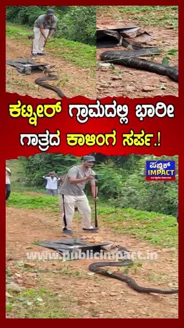 ಕಟ್ನೀರ್ ಗ್ರಾಮದಲ್ಲಿ ಭಾರೀ ಗಾತ್ರದ ಕಾಳಿಂಗ ಸರ್ಪ.! ಸುರಕ್ಷಿತವಾಗಿ ಕಾಳಿಂಗ ಸೆರೆ ಹಿಡಿದ ಉರಗತಜ್ಞ ಸ್ನೇಕ್ ರಿಜ್ವಾನ್
