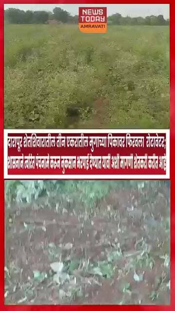 दारापूर शेतशिवारात मुगाच्या पिकावर रोटावेटर; शेतकरी ओमप्रकाश मुळे यांचा निर्णय