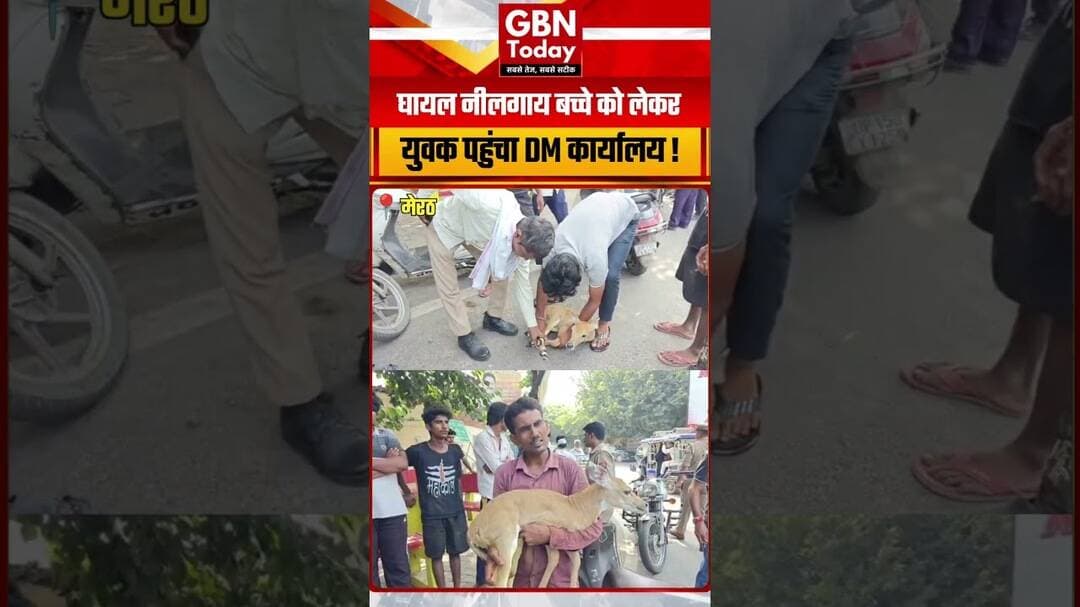 घायल नीलगाय के बच्चे को लेकर मेरठ DM कार्यालय पहुंचा युवक #Meerut #Nilgai #Wildlife #BreakingNews
