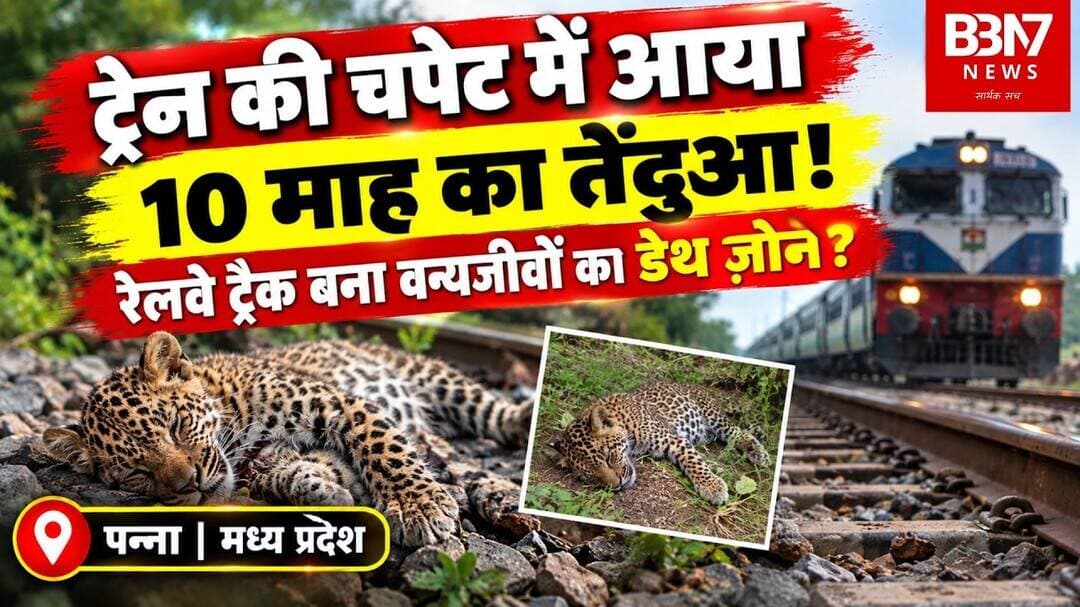 Panna में ट्रेन की चपेट में आया 10 माह का तेंदुआ शावक! रेलवे ट्रैक बना वन्यजीवों के लिए खतरा | BBN7
