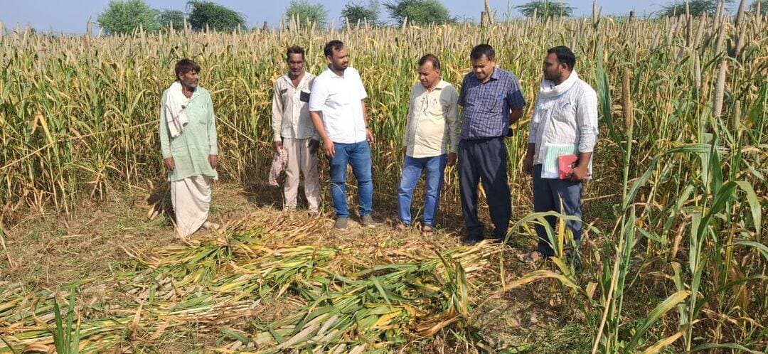सटीक उपज आंकलन से तय होंगे फसल बीमा दावे
चौथ का बरवाड़ा क्षेत्र में बाजरा फसल कटाई प्रयोगों का निरीक्षण
सवाई माधोपुर, 30 सितम्बर। प्रधानमंत्री फसल बीमा योजना के तहत खरीफ सीजन 2026 में फसलों की वास्तविक उपज के आकलन के लिए जिले में निर्धारित फसल कटाई प्रयोग किए जा रहे हैं। इसी क्रम में संयुक्त निदेशक कृषि (विस्तार) सवाई माधोपुर लखपत लाल मीणा ने चौथ का बरवाड़ा तहसील क्षेत्र में बाजरा फसल के फसल कटाई प्रयोगों का निरीक्षण किया।
संयुक्त निदेशक ने चौथ का बरवाड़ा-बी पटवार मंडल में कृषक लक्ष्मण सिंह पुत्र प्रहलाद सिंह राजपूत के खसरा नंबर 5812/2649, क्षेत्रफल 0.95 हेक्टेयर तथा भेड़ोला पटवार मंडल के राजस्व ग्राम शेरसिंहपुरा में कृषक रमेश मीणा पुत्र भंवरलाल मीणा के खसरा नंबर 932, क्षेत्रफल 0.82 हेक्टेयर में किए गए बाजरा फसल कटाई प्रयोगों का निरीक्षण किया।
निरीक्षण के दौरान सहायक निदेशक कृषि खेमराज मीणा एवं सहायक निदेशक सांख्यिकी डॉ. श्यामबिहारी मथुरिया ने फसल की स्थिति, चयनित खेत तथा फसल कटाई प्रयोग की प्रक्रिया का अवलोकन किया। अधिकारियों ने संबंधित कार्मिकों को निर्धारित मापदंडों के अनुसार पारदर्शिता एवं शुद्धता के साथ प्रयोग संपादित करने के निर्देश दिए।
संयुक्त निदेशक ने बताया कि फसल कटाई प्रयोगों से प्राप्त वास्तविक उपज के आंकड़ों का उपयोग संबंधित बीमा इकाई में उपज निर्धारण एवं फसल बीमा दावों की गणना के लिए किया जाता है। निर्धारित क्षेत्रफल में फसल की कटाई कर प्राप्त उपज का वैज्ञानिक तरीके से आकलन किया जाता है।
उन्होंने अधिकारियों-कर्मचारियों को फसल कटाई प्रयोग समयबद्ध रूप से पूर्ण कर आंकड़े निर्धारित प्रक्रिया के अनुसार दर्ज एवं प्रेषित करने के निर्देश दिए, ताकि किसानों को फसल बीमा योजना का लाभ समय पर मिल सके। इस दौरान सहायक कृषि अधिकारी चौथ का बरवाड़ा विजय जैन, वरिष्ठ कृषि पर्यवेक्षक लोकेश मीणा एवं मेघराज चौधरी सहित कृषि विभाग के कार्मिक उपस्थित रहे।