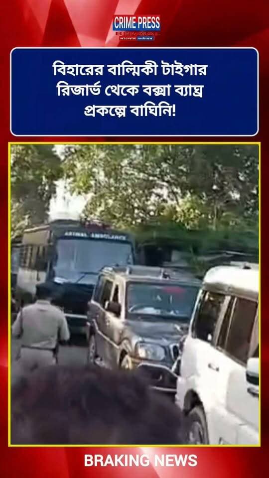 বিহারের বাল্মিকী টাইগার রিজার্ভ থেকে বক্সা ব্যাঘ্র প্রকল্পে বাঘিনি!
#Alipurduar