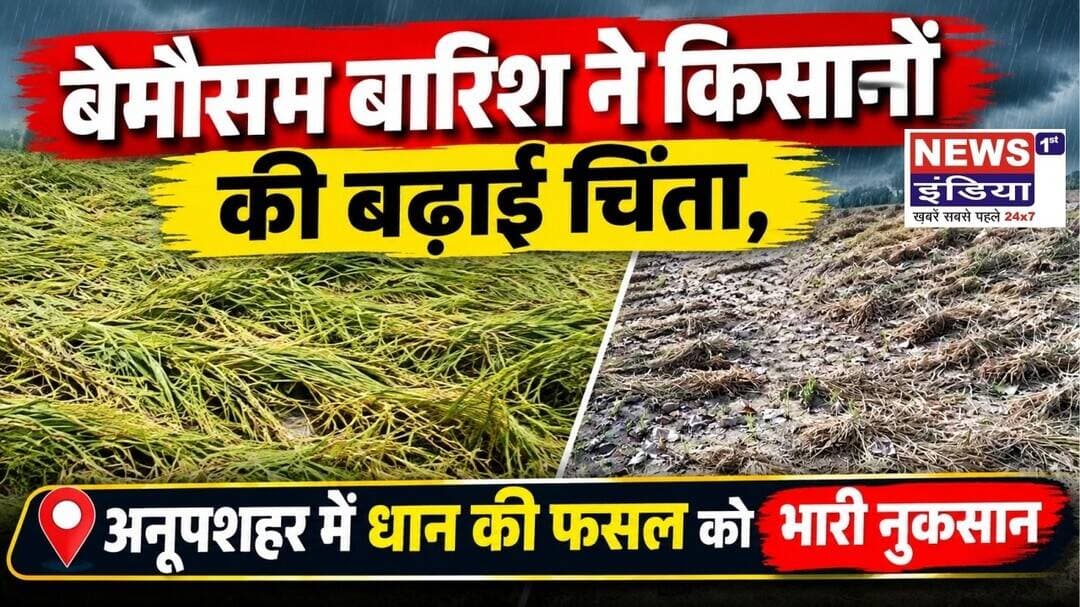 अनूपशहर में बेमौसम बारिश का कहर! 🌧️ खेतों में गिरी धान की फसल, किसानों की बढ़ी चिंता ||