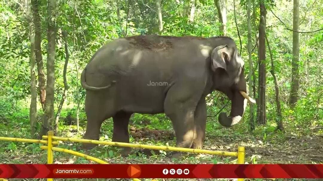 ഓപ്പറേഷൻ കണ്ണൂർ മഖ്ന നാളെയും തുടരും