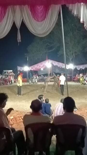 *लोअर सुनहेत देहरा जय गूगा जाहर वीर दंगल मेला से फाइनल मुकाबला LIVE*