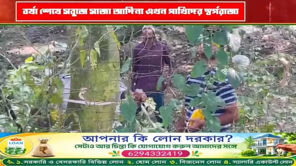 বর্ষা শেষে সবুজে সাজা আদিনা এখন পাখিদের স্বর্গরাজ্য! চলছে পরিযায়ী পাখি গণনা #tv20bangla#Malda #AdinaDeerForest #MigratoryBirds #BirdCounting #Gazol #ForestDepartment