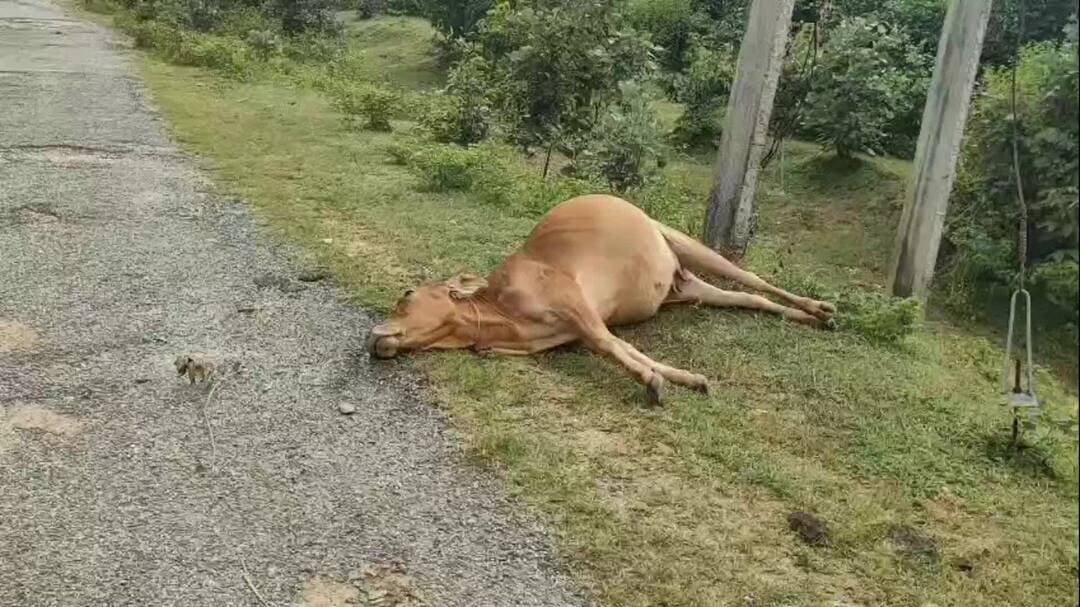 प्रतापपुर: बिजली खंभे के संपर्क में आने से गाय की मौत