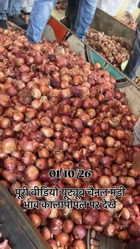 पूरी वीडियो मंडी भाव कालापीपल पर देखे। यूट्यूब चैनल पर
#viralreels #viralreelsvideo #trending #reelkarofeelkaro #mandibhavkalapipal