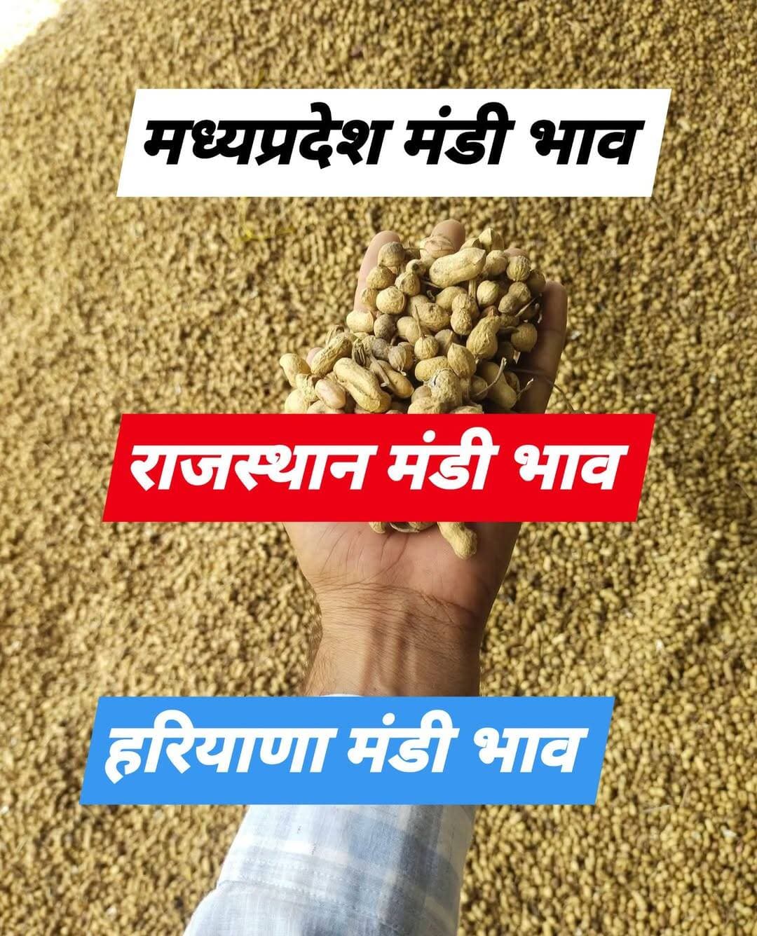 🌾📊 आज का मंडी भाव | 01 अक्टूबर 2026 📊🌾
Tech Farmer पेज 🌱
देशभर की प्रमुख मंडियों के ताजा भाव एक ही पोस्ट में 👇
━━━━━━━━━━━━━━━━━━
🔴 रावतसर मंडी
• नरमा ₹8380
• सरसों ₹8080
• ग्वार ₹6550
• मूंग ₹8325
• मोठ ₹7850
• गेहूं ₹2670
🔴 उदयपुरा मंडी
• गेहूं ₹2405–2665 | आवक 455 क्विंटल
• चना ₹4100–7155 | आवक 1136 क्विंटल
• तुअर ₹7580–7980 | आवक 17 क्विंटल
• मसूर ₹2800–6500 | आवक 68 क्विंटल
• तिवड़ा ₹3200–3445 | आवक 142 क्विंटल
• वटली ₹4230 | आवक 15 क्विंटल
• मूंग ₹3000–8000 | आवक 700 क्विंटल
• सोयाबीन NIL | आवक 0
• धान NIL | आवक 0
📌 कुल आवक: 2608 क्विंटल
📌 02 अक्टूबर 2026 को महात्मा गांधी जयंती के अवसर पर अवकाश रहेगा।
🔴 ऐलनाबाद मंडी
• नरमा ₹8250–8460
• कपास ₹8000
• सरसों ₹7651–7916
• ग्वार ₹5400–6425
• चना ₹6500–6900
• मूंग ₹7000–8800
• गेहूं ₹2725–2780
• बाजरी ₹2330
• मूंगफली ₹5800–7100
• अरंडी ₹6000–7200
🔴 श्रीगंगानगर मंडी
• सरसों ₹7200–7966
• गेहूं ₹2550–2736
• मूंग ₹6500–8380
• ग्वार ₹6320–6598
• नरमा ₹8200–8425
• कपास ₹8125–8200
• अरंडी ₹7305
🔴 जैतसर मंडी
• सरसों ₹7721–7821
• मूंग ₹7201–8801
• ग्वार ₹5700–6581
• नरमा ₹8425–8600
• कपास ₹6630
🔴 श्री विजयनगर मंडी
• गेहूं ₹2550–2660
• मूंग ₹7830–8850
• नरमा ₹8350–8400
• ग्वार ₹6301
• सरसों ₹7400–7661
🔴 सिरसा मंडी
• नरमा ₹8400–8517 नया
• कपास ₹8150–8265 नया
• सरसों ₹7550–7963 | लैब 40.63
• ग्वार ₹5000–6475
• गेहूं ₹2650–2780
• बाजरी ₹2050–2225
• 1509 धान ₹3900–4531 नया
🔴 नीमच मंडी
• लहसुन ₹23,200
• सोयाबीन ₹5,950
• कलौंजी ₹21,600
• मूंगफली ₹7,100
• चिया सीड ₹18,600
• पोस्ता ₹1,37,000
🔴 उकलाना मंडी
• बाजरा ₹2230
• 1509 धान ₹4475
• नरमा ₹8440
🔴 गोलूवाला मंडी
• मूंग ₹7751–8600
• सरसों लैब 6.18 ₹8042
• सरसों लैब 5.80 ₹8013
• नरमा ₹8360–8650
🔴 बीकानेर अनाज मंडी
• मूंगफली ₹6500–7711
• ग्वार ₹6300–6501 📈 तेजी
• मोठ ₹7700–8526
• मूंग ₹8000–8601
• सरसों ₹7000–7501
• खड़बा ₹7000–7400
• गेहूं ₹2800–3400
• चना ₹6300–6851
• मेथी ₹6000–6600
• ईसबगोल ₹11500–14200
• जीरा ₹19000–21800
🔴 बरेली मंडी
• गेहूं ₹2300–2623
• चना ₹5701–6700
• तुअर ₹7800–8305
• मूंग ₹3925–7627
🔴 पिपरिया मंडी
• गेहूं ₹2515–2706
• चना ₹3250–6761
• तुअर ₹5900–9010
• सोयाबीन ₹3400
• मूंग ₹2200–7800
• उड़द ₹8460
🔴 आदमपुर मंडी हरियाणा
• नरमा ₹8580
• कपास देशी ₹8360
• बाजरा ₹2274
• चना ₹6900/10
• मूंग ₹7800 टॉप
• सरसों बोली ₹8181 | लैब 40.90
• ग्वार ₹6500 टॉप
🔴 नोहर मंडी
• कनक ₹2675–2785
• ग्वार ₹4200–6471
• अरंडी ₹5000–7350
• तारामीरा ₹7100–7200
• चना ₹6625–7005
• सरसों ₹7500–8200
• मूंग ₹5500–8900
• मोठ नया ₹7380–8050
🔴 दिल्ली मंडी
• चना MP नया ₹7100–7125
• चना जयपुर नया ₹7150–7175
• मसूर ₹6900–6925
• मूंग राजस्थान ₹8400–8450
• मोठ नया ₹8250–8300
• गेहूं MP/UP/राजस्थान ₹2945
━━━━━━━━━━━━━━━━━━
📢 किसान भाइयों के लिए जरूरी सूचना:
मंडी भाव में क्वालिटी, आवक, नमी और मांग के अनुसार अंतर हो सकता है। व्यापार अपने विवेक से करें और अपनी नजदीकी कृषि उपज मंडी में भाव की एक बार फिर पुष्टि अवश्य करें।
🌾 खेती-किसानी से जुड़ी रोजाना मंडी भाव, फसल भाव और कृषि जानकारी के लिए पेज को Follow करें।
👉 Follow करें — TECH FARMER 🌱
<nis:link nis:type=tag nis:id=मंडीभाव nis:value=मंडीभाव nis:enabled=true nis:link/> <nis:link nis:type=tag nis:id=आजकामंडीभाव nis:value=आजकामंडीभाव nis:enabled=true nis:link/> <nis:link nis:type=tag nis:id=मंडीभावआज nis:value=मंडीभावआज nis:enabled=true nis:link/> <nis:link nis:type=tag nis:id=किसान nis:value=किसान nis:enabled=true nis:link/> <nis:link nis:type=tag nis:id=खेतीकिसानी nis:value=खेतीकिसानी nis:enabled=true nis:link/> <nis:link nis:type=tag nis:id=कृषि nis:value=कृषि nis:enabled=true nis:link/> <nis:link nis:type=tag nis:id=कृषक nis:value=कृषक nis:enabled=true nis:link/> <nis:link nis:type=tag nis:id=अनाजमंडी nis:value=अनाजमंडी nis:enabled=true nis:link/> <nis:link nis:type=tag nis:id=कृषिउपजमंडी nis:value=कृषिउपजमंडी nis:enabled=true nis:link/> <nis:link nis:type=tag nis:id=गेहूंभाव nis:value=गेहूंभाव nis:enabled=true nis:link/> <nis:link nis:type=tag nis:id=चनाभाव nis:value=चनाभाव nis:enabled=true nis:link/> <nis:link nis:type=tag nis:id=सरसोंभाव nis:value=सरसोंभाव nis:enabled=true nis:link/> <nis:link nis:type=tag nis:id=ग्वारभाव nis:value=ग्वारभाव nis:enabled=true nis:link/> <nis:link nis:type=tag nis:id=मूंगभाव nis:value=मूंगभाव nis:enabled=true nis:link/> <nis:link nis:type=tag nis:id=मोठभाव nis:value=मोठभाव nis:enabled=true nis:link/> <nis:link nis:type=tag nis:id=नरमाभाव nis:value=नरमाभाव nis:enabled=true nis:link/> <nis:link nis:type=tag nis:id=कपासभाव nis:value=कपासभाव nis:enabled=true nis:link/> <nis:link nis:type=tag nis:id=धानभाव nis:value=धानभाव nis:enabled=true nis:link/> <nis:link nis:type=tag nis:id=1509धान nis:value=1509धान nis:enabled=true nis:link/> <nis:link nis:type=tag nis:id=मूंगफलीभाव nis:value=मूंगफलीभाव nis:enabled=true nis:link/> <nis:link nis:type=tag nis:id=अरंडीभाव nis:value=अरंडीभाव nis:enabled=true nis:link/> <nis:link nis:type=tag nis:id=जीराभाव nis:value=जीराभाव nis:enabled=true nis:link/> <nis:link nis:type=tag nis:id=ईसबगोलभाव nis:value=ईसबगोलभाव nis:enabled=true nis:link/> <nis:link nis:type=tag nis:id=बीकानेरमंडी nis:value=बीकानेरमंडी nis:enabled=true nis:link/> <nis:link nis:type=tag nis:id=सिरसामंडी nis:value=सिरसामंडी nis:enabled=true nis:link/> <nis:link nis:type=tag nis:id=आदमपुरमंडी nis:value=आदमपुरमंडी nis:enabled=true nis:link/> <nis:link nis:type=tag nis:id=नोहरमंडी nis:value=नोहरमंडी nis:enabled=true nis:link/> <nis:link nis:type=tag nis:id=ऐलनाबादमंडी nis:value=ऐलनाबादमंडी nis:enabled=true nis:link/> <nis:link nis:type=tag nis:id=श्रीगंगानगरमंडी nis:value=श्रीगंगानगरमंडी nis:enabled=true nis:link/> <nis:link nis:type=tag nis:id=रावतसरमंडी nis:value=रावतसरमंडी nis:enabled=true nis:link/> <nis:link nis:type=tag nis:id=उदयपुरामंडी nis:value=उदयपुरामंडी nis:enabled=true nis:link/> <nis:link nis:type=tag nis:id=आजकामंडीरेट nis:value=आजकामंडीरेट nis:enabled=true nis:link/> <nis:link nis:type=tag nis:id=किसानन्यूज nis:value=किसानन्यूज nis:enabled=true nis:link/> <nis:link nis:type=tag nis:id=कृषिसमाचार nis:value=कृषिसमाचार nis:enabled=true nis:link/>