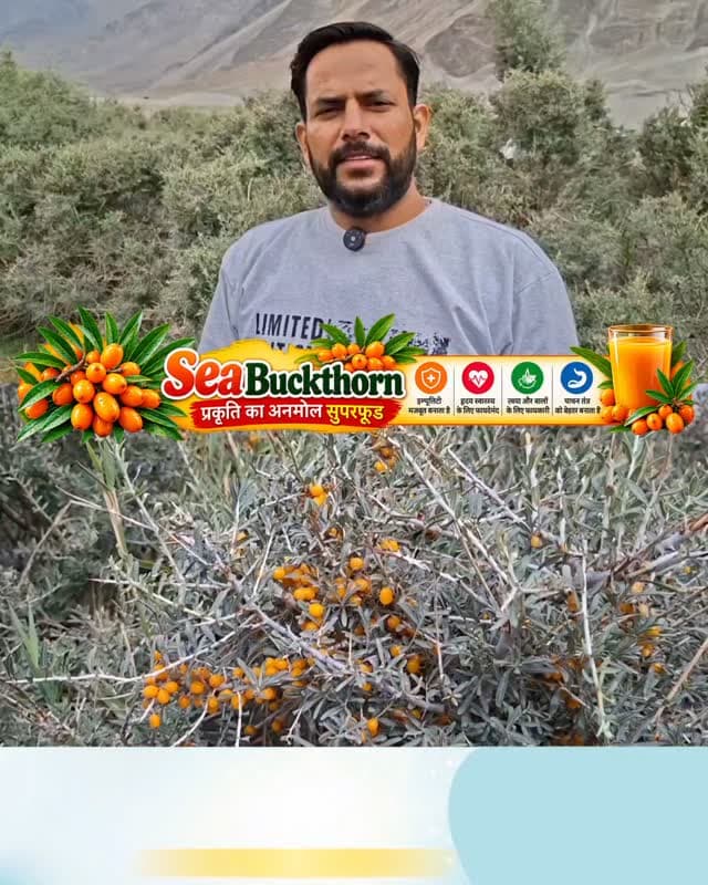 🌿 Sea Buckthorn - प्रकृति का अनमोल सुपरफूड, जाने क्या है इसका फायदा
सी-बकथॉर्न एक पोषक तत्वों से भरपूर जंगली फल है, जिसमें विटामिन C, एंटीऑक्सीडेंट और अन्य पोषक तत्व पाए जाते हैं।
यह इम्यूनिटी और त्वचा के स्वास्थ्य के लिए उपयोग किया जाता है।
इसमें मौजूद एंटीऑक्सीडेंट शरीर को ऑक्सीडेटिव स्ट्रेस से बचाने में मदद कर सकते हैं।
भारत में यह मुख्य रूप से लद्दाख, हिमाचल प्रदेश और उत्तराखंड के ठंडे हिमालयी क्षेत्रों में पाया जाता है।
इसका सेवन आमतौर पर जूस, पल्प, चाय और सप्लीमेंट्स के रूप में किया जाता है।