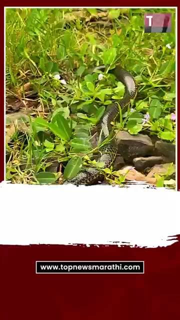 DODAMARG BOMBAY SHIELDTAIL SNAKE : दोडामार्गात दुर्मिळ 'बॉम्बे शिल्डटेल' सापाचे दर्शन