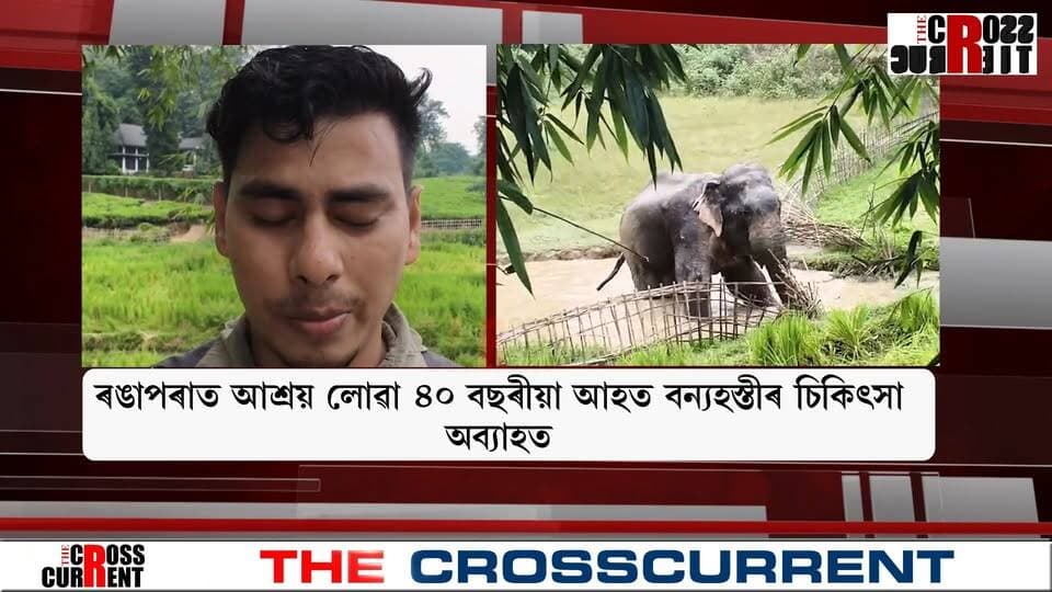 ৰঙাপৰাৰ ফুলবাৰীত আশ্ৰয় লোৱা ৪০ বছৰীয়া আহত বন্য হস্তীৰ চিকিৎসা অব্যাহত। বৰ্তমান ফুলবাৰীৰ পানীপোটা শাখাৰ কাষৰ খেতিপথাৰত আছে বন্য হস্তীটো। বন বিভাগ, ডব্লিউ টি আই আৰু বনতাৰাৰ চিকিৎসকৰ দলে নিৰন্তৰ পৰ্যবেক্ষণ কৰি আছে হাতীটো। ক্ৰমান্বয়ে সুস্থ হৈ উঠিছে হাতীটো।