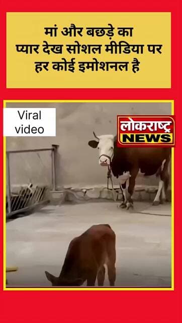 मां और बछड़े का प्यार देख सोशल मीडिया पर हर कोई इमोशनल है ❤️