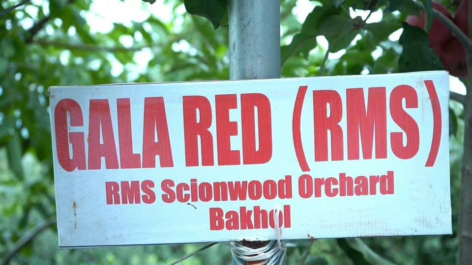 अगर आप Gala Red RMS Bakhol की पूरी वीडियो देखना चाहते हैं, तो हमारे YouTube Channel — The Orchard Bloom पर जरूर जाएं। 🍎
The Orchard Bloom को Subscribe करें और पूरी वीडियो जरूर देखें। ❤️🍎
https://youtu.be/bEmVe3_RNaw?si=_zRh3ZkmW8u10iAU