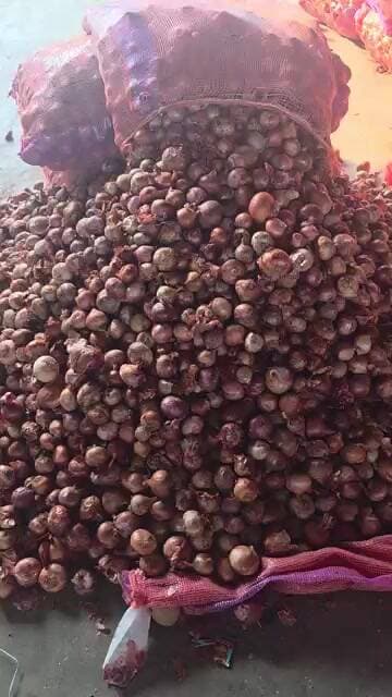 छोटा प्याज़ मोटा भाव प्याज़ में तेजी का इंतजार हुआ खत्म #pyajkabhav