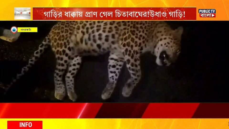 #cheetah গাড়ির ধাক্কায় প্রাণ গেল চিতাবাঘের, ডায়না সেতুর কাছে উদ্ধার দেহ! ঘটনাস্থল থেকে উধাও গাড়ি