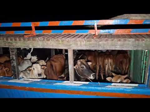 গৰুৰ চোৰাং কাৰবাৰৰ বিৰুদ্ধে এইদৰে ব্ৰহ্মপুত্ৰৰ বুকুত অভিযান চলাই ফকিৰগঞ্জ আৰক্ষীয়ে জব্দ কৰে ২৭টা গৰু