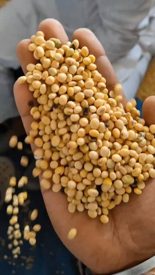 आज धामनोद मंडी में सोयाबीन 6005 तक बिका, आज सोयाबीन की आवक अच्छी रही
आज सोयाबीन क्वालिटी अनुसार 4500 से 6005 तक बिका...
05 अक्टूबर 2026
Dhamnod Mandi Bhav
.
.
.
.
.
.
.
.
.
.
.
.
.
.
.
.
.
#dhamnodmandibhav #soyabinmandi #soyabinmandibhav #soyabinkabhav #mandinews