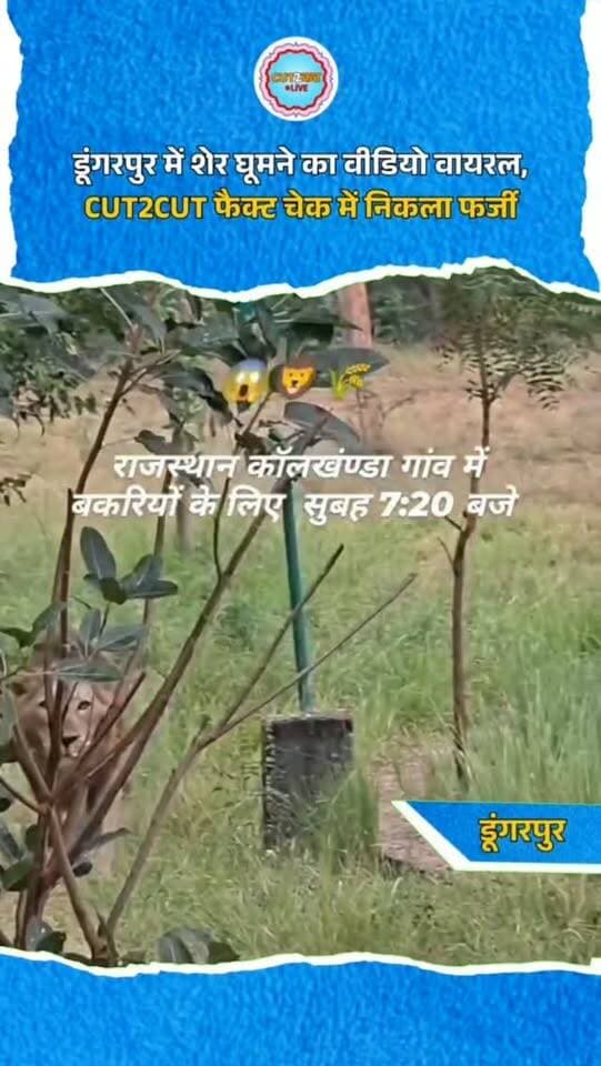 “डूंगरपुर में शेर… और वो भी बकरियों का शिकार करने निकला? सोशल मीडिया पर वायरल इस वीडियो ने लोगों में डर पैदा कर दिया!”
डूंगरपुर में सोमवार सुबह से शेर के तीन-चार वीडियो वायरल हो रहे हैं। इंस्टाग्राम पर Sinu Bheel नाम के युवक ने इन्हें शेयर करते हुए वीडियो को कोलखंडा गांव का बताया।
लेकिन CUT2CUT LIVE ने जब इसका फैक्ट चेक किया, तो वीडियो के डूंगरपुर का होने की पुष्टि नहीं हुई।
वन विभाग के DFO मोहित गुप्ता ने भी वीडियो को फेक बताते हुए कहा कि इसे गलत तरीके से स्थानीय बताकर वायरल किया गया है।
तो ऐसे वायरल वीडियो से सावधान रहें।
आपके इलाके में भी कोई संदिग्ध वीडियो वायरल हो रहा है? CUT2CUT LIVE को बताएं।
#Dungarpur #FactCheck #FakeNews #ViralVideo #SocialMedia LionVideo RajasthanNews