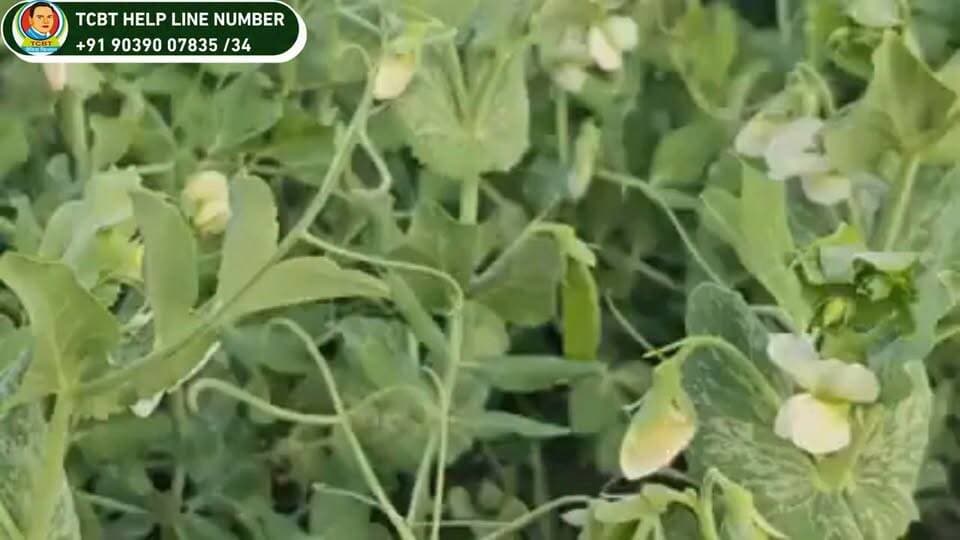 🌱 *TCBT विधि से 25 एकड़ में मटर की खेती — बिना किसी कीटनाशक के उपयोग के!*
क्या प्राकृतिक तरीके से मटर की खेती की जा सकती है, वो भी बिना कीटनाशकों पर निर्भर हुए?
इस खेत के अनुभव में TCBT विधि के माध्यम से *25 एकड़ में मटर की खेती* की गई, जिसमें फसल प्रबंधन के लिए प्राकृतिक एवं TCBT आधारित प्रक्रियाओं को अपनाया गया। 🌿
इस वीडियो में जानिए किसान का अनुभव, खेत की स्थिति और *TCBT विधि से मटर की खेती की पूरी जानकारी।*
💬 आप भी TCBT प्राकृतिक खेती के बारे में जानना चाहते हैं?
कमेंट में *“TCBT”* लिखें या हमारी टीम से संपर्क करें।
📞 *संपर्क करें:*
📱 रितिका जी: *9232027423*
📱 शिवानी जी: *9039007832*
📱 सौरभ जी: *9039007835*
🌐 Website: https://tcbtjaivikkisan.com
📱 TCBT App: https://play.google.com/store/apps/details?id=com.tcbt.myapp
🛒 Products: https://products.tcbtjaivikkisan.com
▶️ YouTube: https://youtube.com/@TarachandBelji
🌿 *स्वस्थ जड़ें • स्वस्थ मिट्टी • बेहतर उत्पादन*
#TCBT #tcbtjaivikkisan #मटरकीखेती #peafarming #प्राकृतिकखेती #जैविकखेती #naturalfarming #organicfarming #किसान #कृषि #मटर #krushiupdate #farminglife #farminglife #agriculturelife #agritech #horticulture
