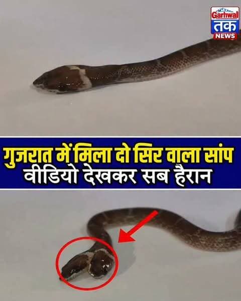 गुजरात के दाहोद में मिला दो सिर वाला अद्भुत सांप! 🐍
दाहोद में एक दुर्लभ दो सिर वाले सांप के मिलने से लोग हैरान रह गए। बताया जा रहा है कि गुजरात में यह अपनी तरह का पहला और देश में अब तक का केवल पांचवां मामला है। वैज्ञानिकों के मुताबिक जेनेटिक विकृति के कारण लाखों में किसी एक जीव में ऐसी स्थिति बनती है, जिसे ‘बाइसेफली’ कहा जाता है। इस सांप के दोनों सिरों में अलग-अलग दिमाग और नर्वस सिस्टम मौजूद हैं।