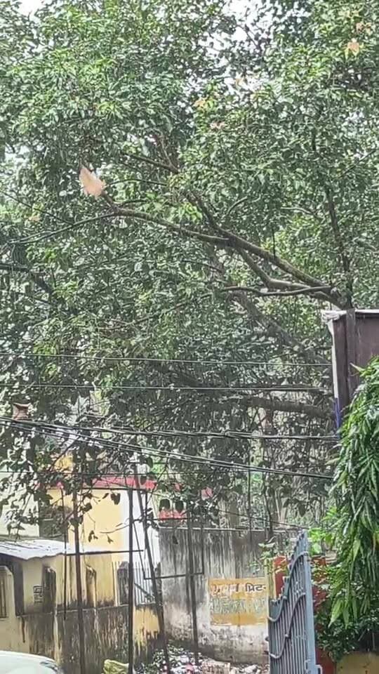 देवघर में झमाझम बारिश