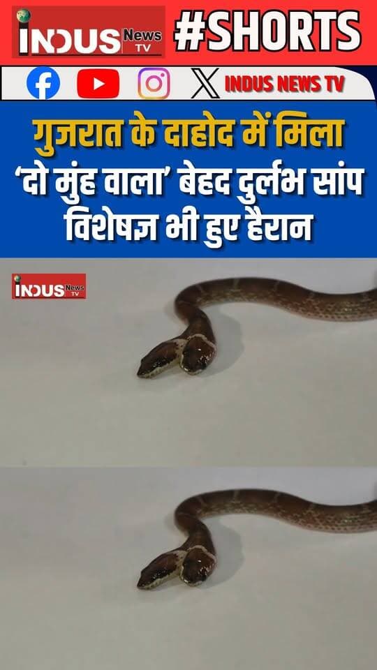 गुजरात के दाहोद में मिला ‘दो मुंह वाला’ बेहद दुर्लभ सांप, विशेषज्ञ भी हुए हैरान
#gujrat #dahod #rarely #snake #viralvideoシ #rescue #snakerescue #animallover #animals #wildanimals #NewsUpdate #LatestNews #BreakingNews #shorts #viralpost #viralreels #viralreelsシ #viral #reelsviralシ #reelsvideo #GujratNews #gujratupdate #reelsviral #reelsfbシ #reelsvideoシ #newsfeed #newstock #newseason #Shortsvideos #AnimalRescue #animalfacts #wildanimals #rescuesnake #shortsviral