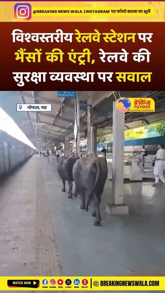 विश्व स्तरीय रेलवे स्टेशन रानी कमलापति के प्लेटफॉर्म नंबर-1 पर यात्रा करने पहुंचीं भैंसें, देखकर यात्री भी रह गए हैरान; देखें! VIDEO
.
.
.
#Bhopal #RaniKamlapatiStation #RailwayStation #IndianRailways #BhopalNews #RailwaySecurity #BuffaloAtStation #ViralVideo #ViralNews #MadhyaPradesh #MPNews #RailwayNews #TrendingNews #BreakingNewsWala