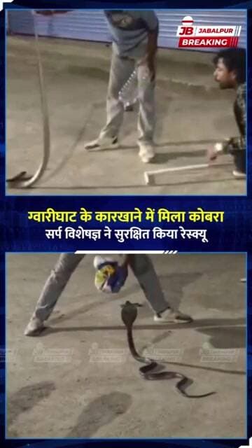 ग्वारीघाट के कारखाने में निकला कोबरा! मची अफरा-तफरी, Snake Expert ने किया Rescue 🐍 | Jabalpur News