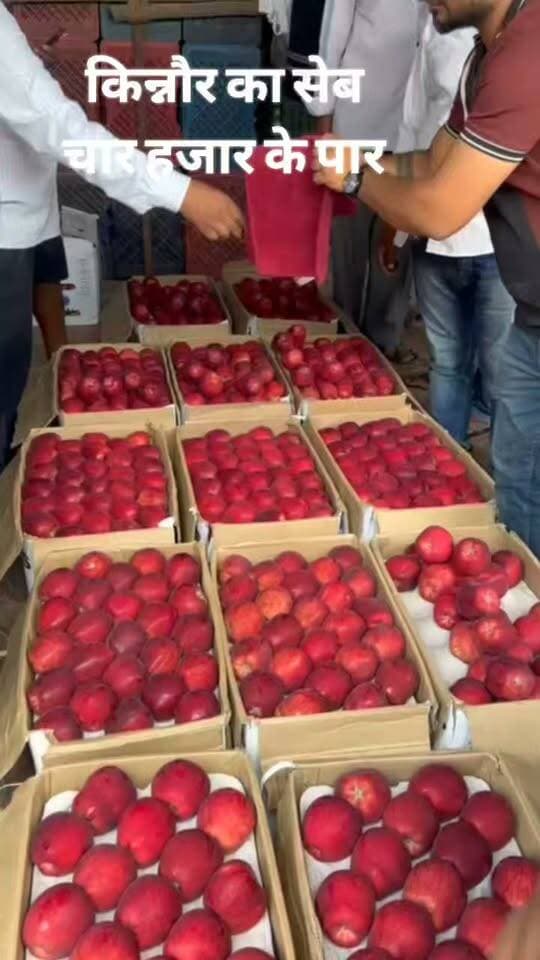 🍎 किन्नौर के सेब के आगे फीका पड़ा शिमला का सेब! क्या हाई-एल्टीट्यूड बागवानी का भविष्य भी बदलने वाला है?
हिमाचल की सेब मंडियों से एक ऐसा संकेत मिल रहा है, जिसे शिमला जिले के बागवानों को गंभीरता से समझने की जरूरत है। एक समय था, जब शिमला के सेब की अपनी अलग पहचान और बाजार में मजबूत पकड़ थी। लेकिन आज मंडी में मांग और कीमतों का बदलता रुख कई सवाल खड़े कर रहा है।
📍 खरीदार अंशुल का कहना है कि आज मंडी में किन्नौर के सेब की मांग भारी बनी हुई है। किन्नौर का सेब ₹4,000 प्रति बॉक्स से ऊपर बिक रहा है, जबकि शिमला जिले के सेब को खरीदारों की उतनी दिलचस्पी नहीं मिल रही।
सबसे महत्वपूर्ण बात यह है कि अब चुनौती केवल निचले क्षेत्रों के सेब तक सीमित नहीं रह गई है। आने वाले समय में शिमला जिले के हाई-एल्टीट्यूड सेब को भी किन्नौर और लाहौल-स्पीति के सेब से कड़ी प्रतिस्पर्धा का सामना करना पड़ सकता है।
❓ आखिर ऐसा क्यों हो रहा है?
क्या बाजार में अब केवल सेब की वैरायटी, लाल रंग और बड़े आकार से बेहतर कीमत मिलना संभव नहीं है? क्या खरीदार अब क्षेत्र की पहचान, गुणवत्ता, स्वाद, ग्रेडिंग और बाजार में स्थापित भरोसे को भी उतना ही महत्व दे रहे हैं?
शिमला के बागवानों के लिए यह समय आत्ममंथन का है। ऊंचाई पर बाग लगाना अपने आप में बेहतर बाजार की गारंटी नहीं है। असली सफलता इस बात पर निर्भर करती है कि बागवान बाजार की मांग के अनुसार कितनी अच्छी गुणवत्ता का सेब तैयार करते हैं और उसे सही समय पर सही बाजार तक पहुंचाते हैं।
⚠️ शिमला के बागवानों को यह समझना होगा कि पुरानी पहचान के भरोसे भविष्य की गारंटी नहीं मिल सकती। यदि किन्नौर और लाहौल-स्पीति के सेब को बाजार में बेहतर प्रतिक्रिया मिल रही है, तो उसके पीछे के कारणों को समझना जरूरी है।
RMS Bakhol का सवाल — क्या आने वाले वर्षों में शिमला के हाई-एल्टीट्यूड सेब को भी किन्नौर और लाहौल-स्पीति के सामने अपनी बाजार पहचान बचाने के लिए नई रणनीति अपनानी पड़ेगी?
🍎 बाजार का संदेश साफ है: बागवानी में केवल उत्पादन नहीं, गुणवत्ता और खरीदारों का भरोसा भी मायने रखता है।
#RMSBakhol #KinnaurApple #ShimlaApple #LahaulSpiti #HimachalApple #AppleMarket #HimachalHorticulture