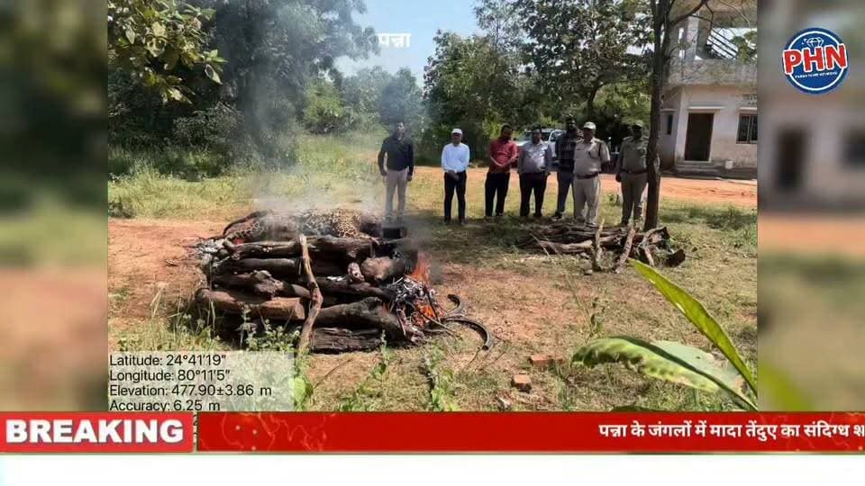 पन्ना के जंगलों में मादा तेंदुए का संदिग्ध शव मिलने से सनसनी: अंग सुरक्षित, जांच में जुटा वन विभाग।