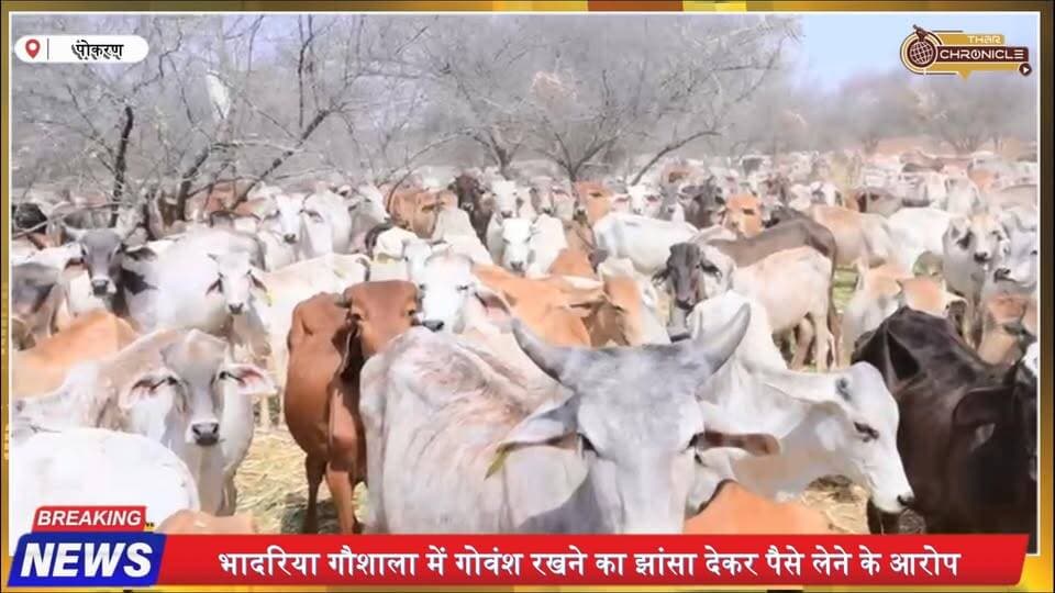 भादरिया गौशाला के नाम पर ठगी का आरोप! पशु ले जाकर रास्ते में छोड़ने का मामला | Pokaran News
#RajasthanNews #PokaranNews #BhadariyaGaushala #CattleWelfare #BreakingNews