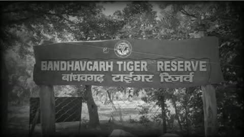 डॉटी ने जंगल की दुनिया को कहा अलविदा...