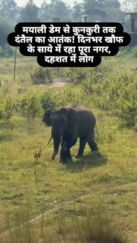 मयाली डेम से कुनकुरी तक दंतैल का आतंक! दिनभर खौफ के साये में रहा पूरा नगर, दहशत में लोग 🐘
#कुनकुरी #मयालीडेम #दंतैल #हाथी #हाथियोंकाआतंक जशपुर जशपुरन्यूज Jashpur Kunkuri MayaliDam JashpurSipahi BreakingNews ElephantAlert ChhattisgarhNews
