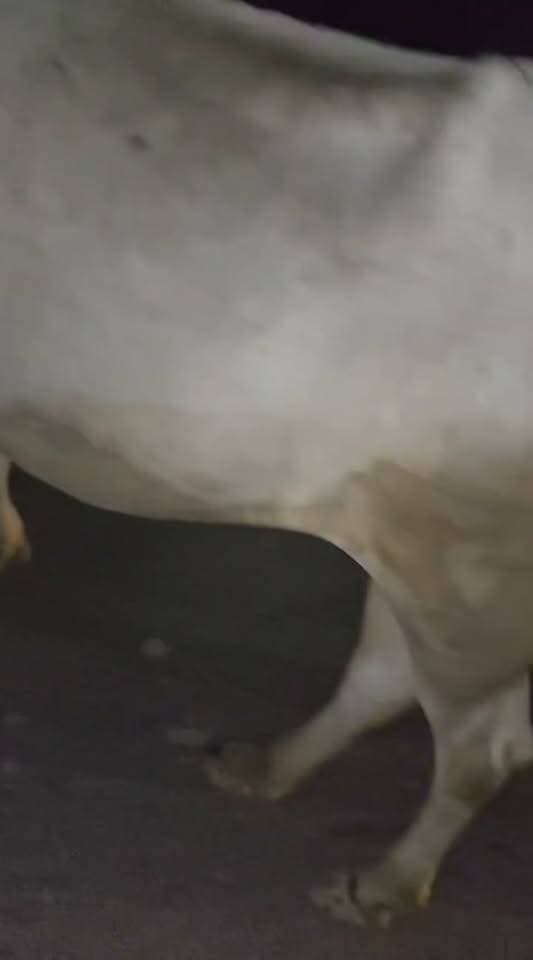 तिलहर के विरसिंग चौकी क्षेत्र में रात नदी किनारे अवैध रेत खनन कर रोड पर आई बुग्गियों में से एक की टक्कर से गांव धन्योरा निवासी बाइक सवार आकाश पाल गम्भीर रूप से घायल।