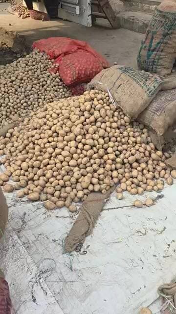 गुल्ला आलू की बिक्री और भाव चकरपुर मंडी कानपुर से #aalukabhav