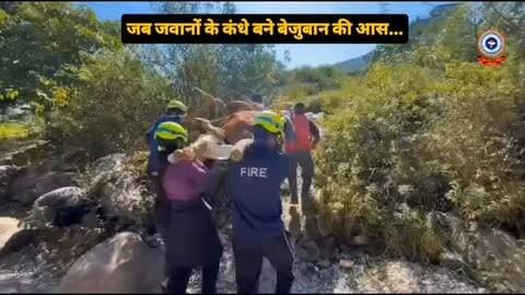 जब वर्दी से परे, इंसानियत ने संभाली कमान! 🐂❤️
बागेश्वर के नदीगांव के पास गोमती नदी का किनारा... एक बेजुबान, घायल बछड़ा जो दर्द से कराह रहा था, गहरी ढलान और पथरीले रास्ते के बीच ऐसा फंसा था कि उसका खुद उठ पाना नामुमकिन था। घटनास्थल सड़क मार्ग से करीब 500 मीटर दूर था, जहां गाड़ी का पहुंचना तो दूर, पैदल उतरना भी किसी चुनौती से कम नहीं था।
जब फायर स्टेशन बागेश्वर की टीम को सूचना मिली, तो बिना एक पल गंवाए रेस्क्यू यूनिट मौके के लिए दौड़ पड़ी। आधे किलोमीटर का रास्ता पैदल तय कर जब टीम नदी के तट पर पहुंची, तो बछड़े की दयनीय हालत देख किसी का भी दिल पसीज जाए। वह दर्द से बेहाल था और चलने में पूरी तरह असमर्थ था।
मुसीबत बड़ी थी, लेकिन हमारे जांबाज़ जवानों के हौसले उससे भी बड़े थे। बिना संसाधनों के इंतजार किए, टीम ने अपनी सूझबूझ का परिचय दिया—मौके पर ही दो मजबूत लकड़ियों की मदद से एक कृत्रिम स्ट्रेचर तैयार किया गया।
पूरी सावधानी और संवेदनशीलता के साथ घायल बछड़े
