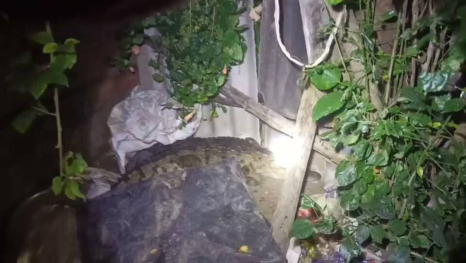 हाइडिल कॉलोनी में पहुंचा मगरमच्छ, देर रात तक चला रेस्क्यू ऑपरेशन, ग्रामीणों ने ली राहत की सांस