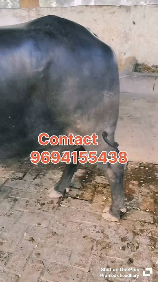तिजाण ब्यांत की भैंस बिकाऊ है
लोकेशन भिरानी बांडाहेड़ी रोड़ पर ढाणी है
14 लीटर दूध है
#reelsviralシ #viralreelsシ #trendingreels #buffalo