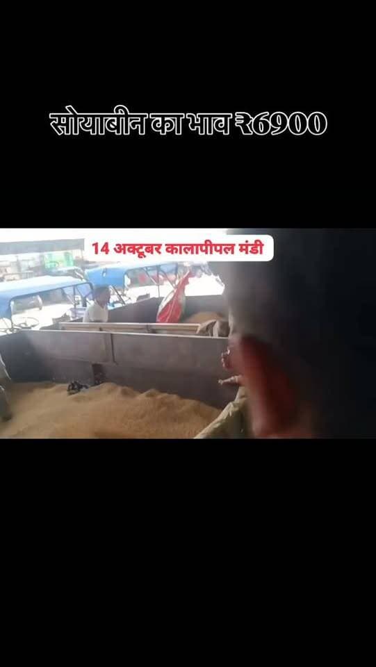 #viralreels #viralreelsvideo #trending #reelkarofeelkaro #mandibhavkalapipal